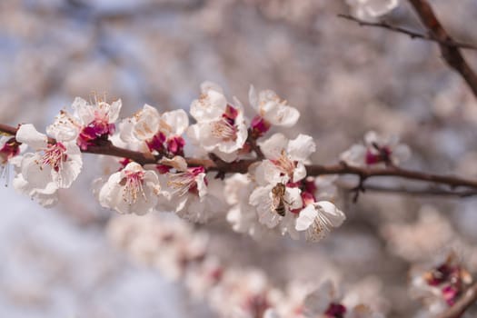 Apricot flower inflorescences on blurred background.