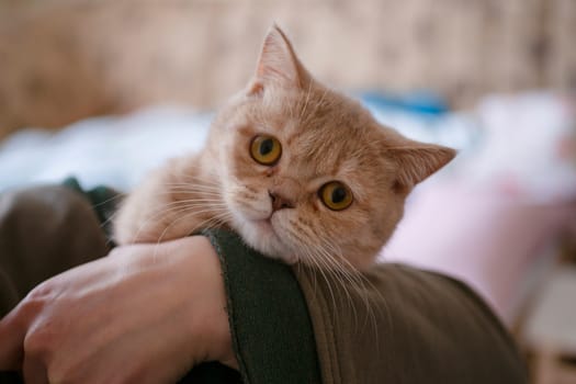 British peach color cat in hands on brurred background.