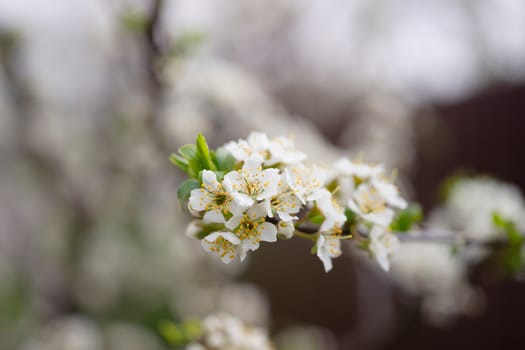 Cherry flower inflorescences on blurred background.