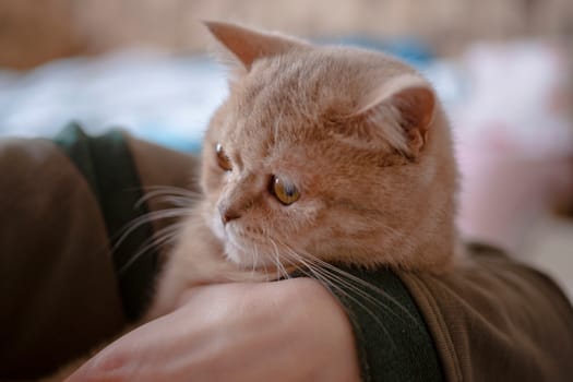 British peach color cat in hands on brurred background.