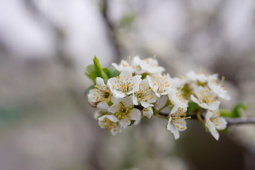 Cherry flower inflorescences on blurred background.