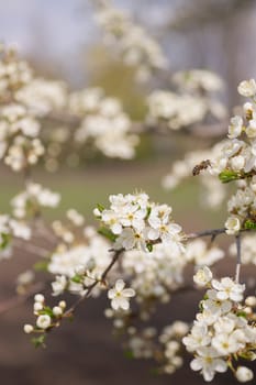 Cherry flower inflorescences on blurred background.