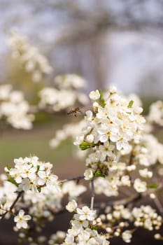 Cherry flower inflorescences on blurred background.