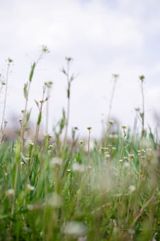 White wildflowers on light blurred background.