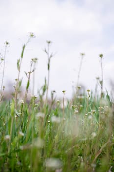 White wildflowers on light blurred background.