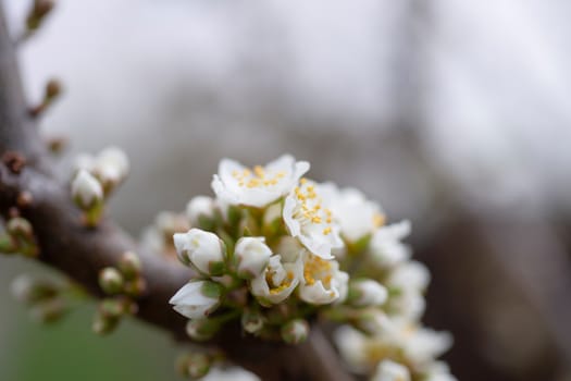 Cherry flower inflorescences on blurred background.