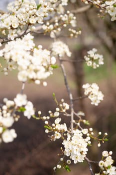 Cherry flower inflorescences on blurred background.