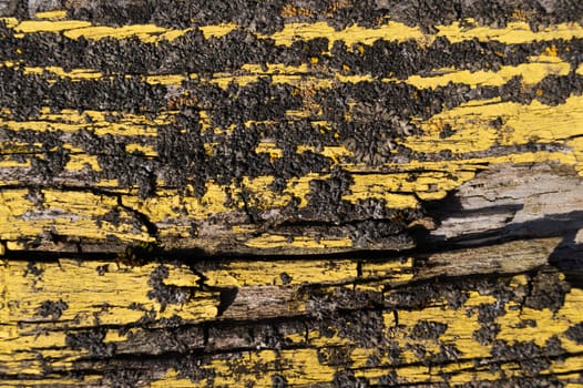 A part of old yellow wooden fence. The yellow paint on wood is old and cracked. Perfect painted wooden texture.