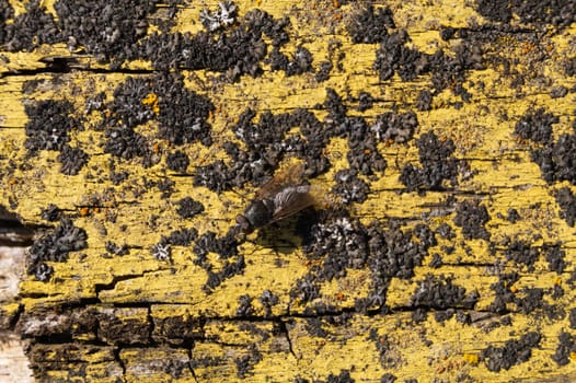 A part of old yellow wooden fence. The yellow paint on wood is old and cracked. Perfect painted wooden texture.