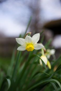 A white daffodil flower on light brurred background.