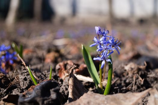 Bluebell flowers in the spring garden close up. Background is brurred.