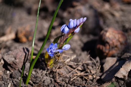 A bee on bluebell flowers in the spring garden close up. Background is blurred.