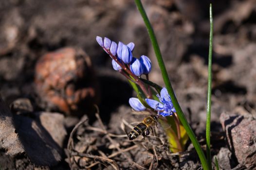 A bee on bluebell flowers in the spring garden close up. Background is blurred.