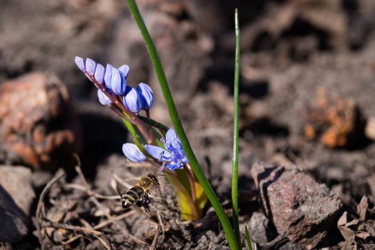 A bee on bluebell flowers in the spring garden close up. Background is blurred.