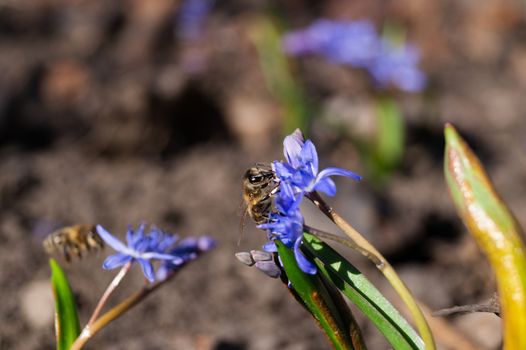 A bee on bluebell flowers in the spring garden close up. Background is blurred.