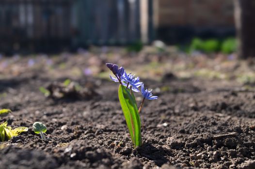 Bluebell flowers in the spring garden close up. Background is brurred.