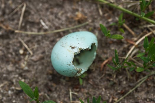 A broken forest bird egg on the groung.
