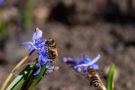 A bee on bluebell flowers in the spring garden close up. Background is blurred.