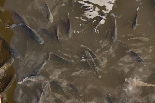 Carp on the pond in Dominican Republic