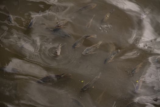 Carp on the pond in Dominican Republic