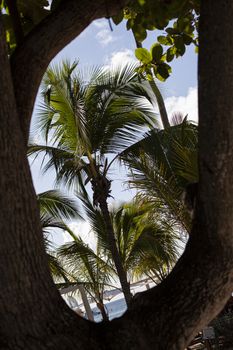 Dominican palm tree in a sunny day