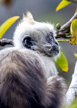 The White-headed Black Langur, the IUCN Red List, China animal protection at the national level and CITESⅠ in Chongzuo of Guangxi, China.