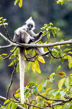 The White-headed Black Langur, the IUCN Red List, China animal protection at the national level and CITESⅠ in Chongzuo of Guangxi, China.