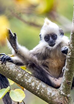 The White-headed Black Langur, the IUCN Red List, China animal protection at the national level and CITESⅠ in Chongzuo of Guangxi, China.