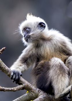 The White-headed Black Langur, the IUCN Red List, China animal protection at the national level and CITESⅠ in Chongzuo of Guangxi, China.