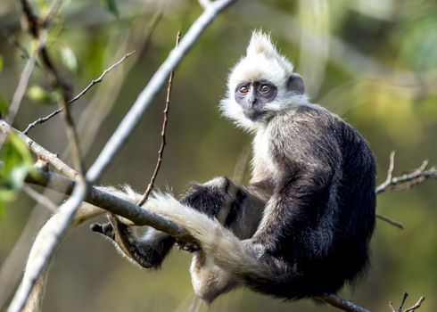 The White-headed Black Langur, the IUCN Red List, China animal protection at the national level and CITESⅠ in Chongzuo of Guangxi, China.