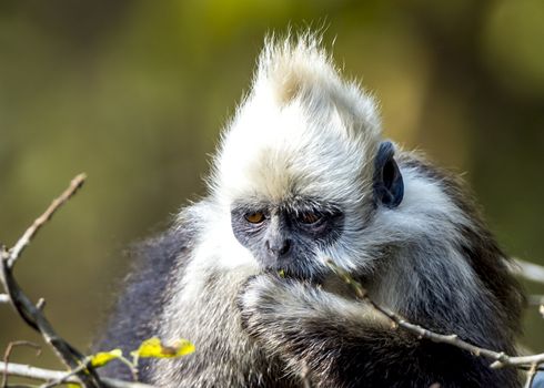 The White-headed Black Langur, the IUCN Red List, China animal protection at the national level and CITESⅠ in Chongzuo of Guangxi, China.