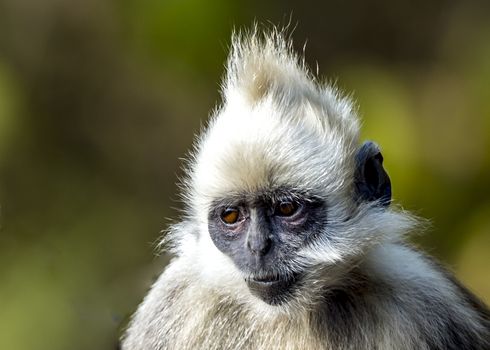 The White-headed Black Langur, the IUCN Red List, China animal protection at the national level and CITESⅠ in Chongzuo of Guangxi, China.