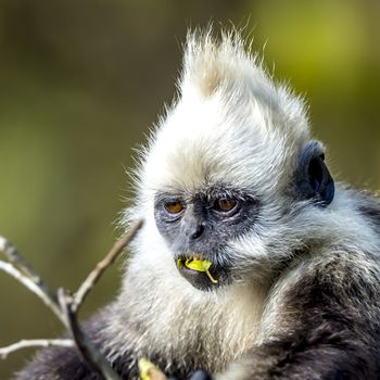 The White-headed Black Langur, the IUCN Red List, China animal protection at the national level and CITESⅠ in Chongzuo of Guangxi, China.