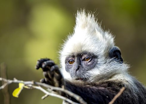 The White-headed Black Langur, the IUCN Red List, China animal protection at the national level and CITESⅠ in Chongzuo of Guangxi, China.