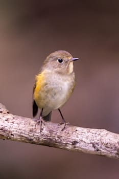 The Red-flanked Bush Robin in Chongzuo county of Guangxi, China.