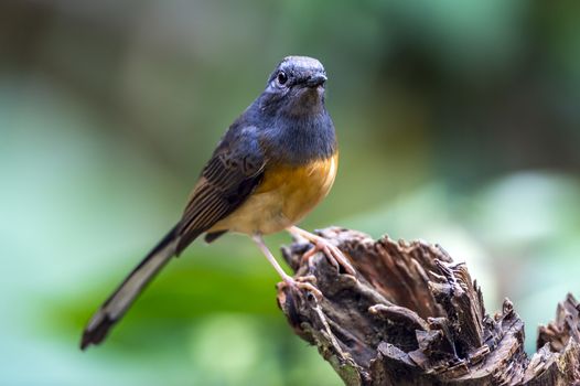 The White-rumped Shama in Chongzuo county of Guangxi, China.