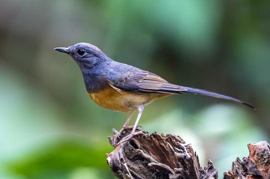 The White-rumped Shama in Chongzuo county of Guangxi, China.