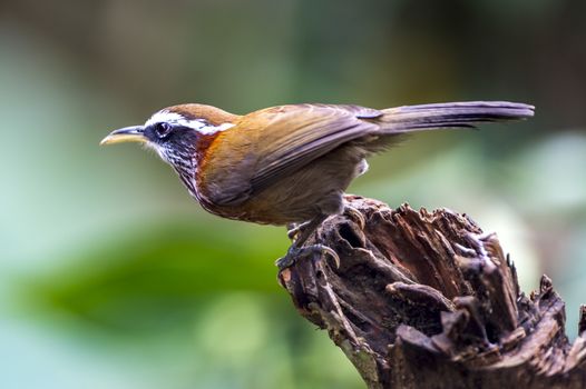 The Streak-breasted Scimitar-babbler in Chongzuo county of Guangxi, China.