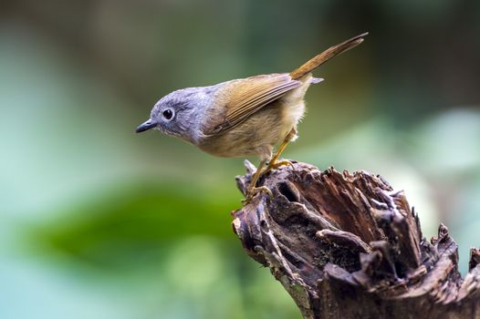 The Red-flanked Bush Robin in Chongzuo county of Guangxi, China.