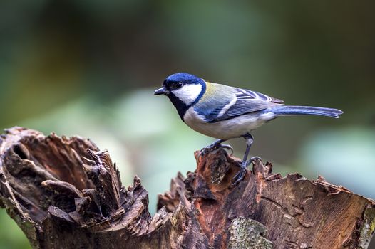 The parus major in Chongzuo county of Guangxi, China.