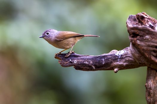 The Red-flanked Bush Robin in Chongzuo county of Guangxi, China.