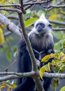 The White-headed Black Langur, the IUCN Red List, China animal protection at the national level and CITESⅠ in Chongzuo of Guangxi, China.