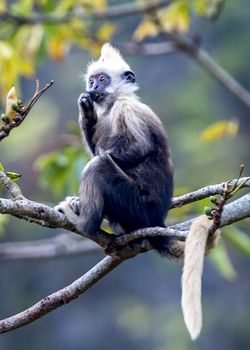 The White-headed Black Langur, the IUCN Red List, China animal protection at the national level and CITESⅠ in Chongzuo of Guangxi, China.