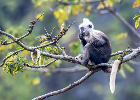 The White-headed Black Langur, the IUCN Red List, China animal protection at the national level and CITESⅠ in Chongzuo of Guangxi, China.