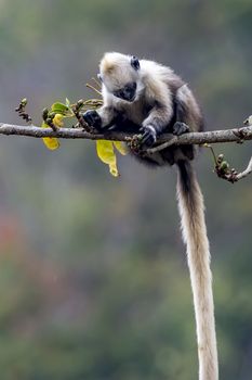 The White-headed Black Langur, the IUCN Red List, China animal protection at the national level and CITESⅠ in Chongzuo of Guangxi, China.