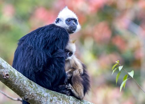 The White-headed Black Langur, the IUCN Red List, China animal protection at the national level and CITESⅠ in Chongzuo of Guangxi, China.