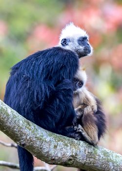 The White-headed Black Langur, the IUCN Red List, China animal protection at the national level and CITESⅠ in Chongzuo of Guangxi, China.