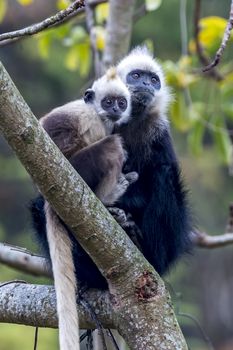 The White-headed Black Langur, the IUCN Red List, China animal protection at the national level and CITESⅠ in Chongzuo of Guangxi, China.