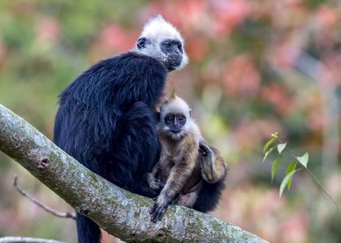 The White-headed Black Langur, the IUCN Red List, China animal protection at the national level and CITESⅠ in Chongzuo of Guangxi, China.