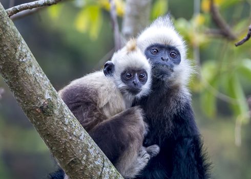 The White-headed Black Langur, the IUCN Red List, China animal protection at the national level and CITESⅠ in Chongzuo of Guangxi, China.